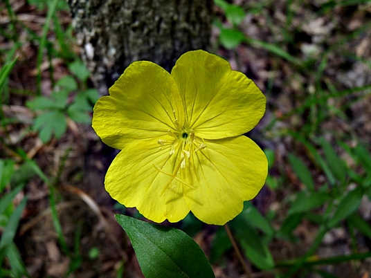 {Oenothera fruticosa}